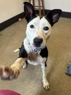 A young medium-sized female Black Pit Bull Terrier dog named Tory for adoption in Cleveland, OH
