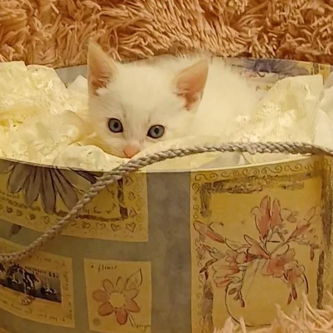 A baby small-sized male Flame Point Siamese cat named Flamers for adoption in HUNTINGTON BEACH, CA