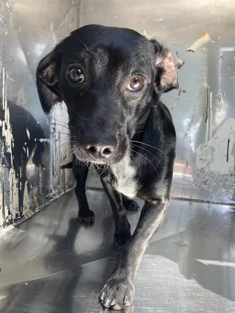 A young small-sized female Mixed Breed dog named Mandy for adoption in Dallas, TX