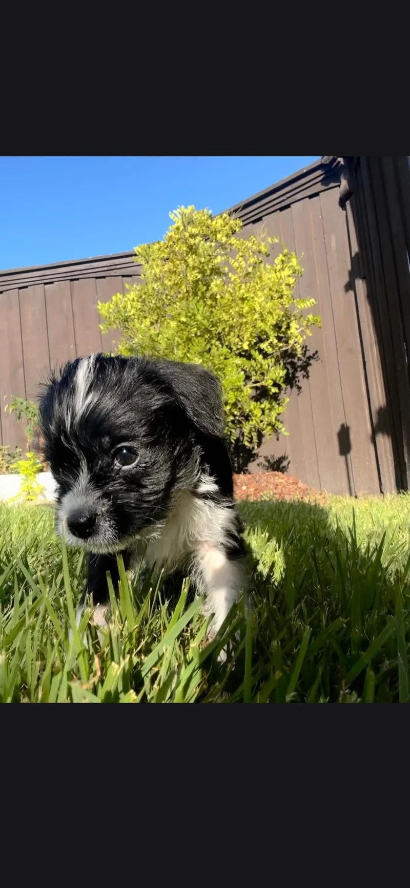 A baby small-sized male Maltipoo dog named Jett for adoption in Plano, TX