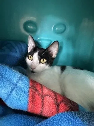 An adult small-sized female Domestic Short Hair cat named Runt for adoption in Honolulu, HI