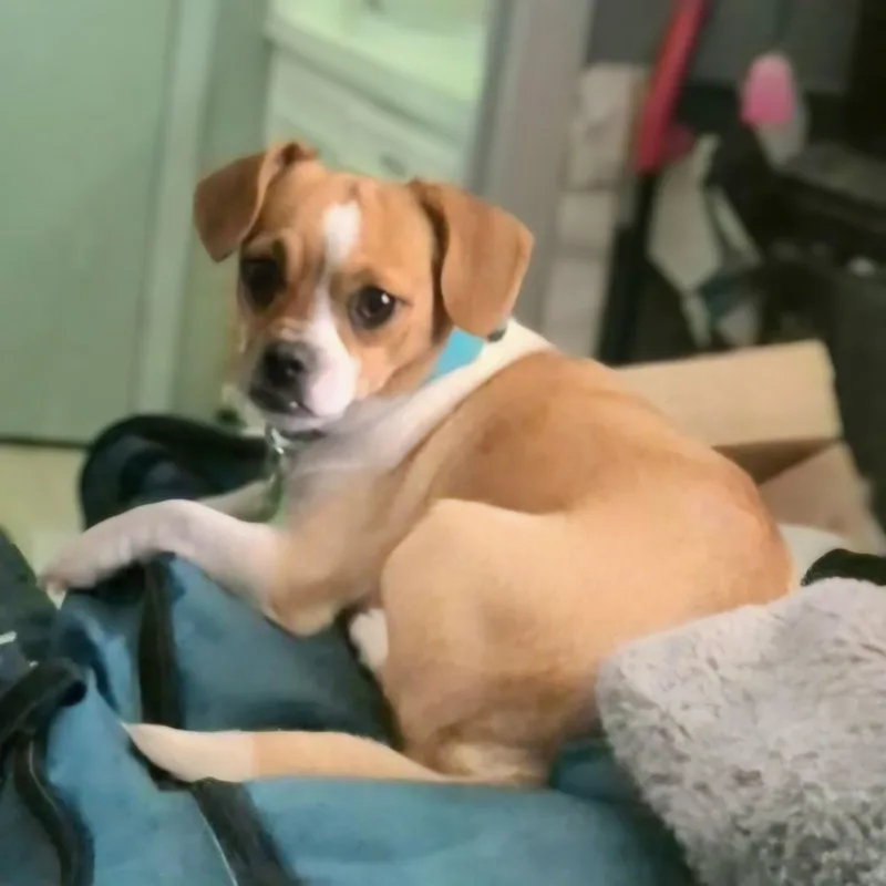 Sweetie Pie thumbnail 2