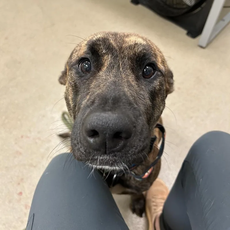 A young medium-sized female Brown / Chocolate Mixed Breed dog named Padme for adoption in Lynchburg, VA