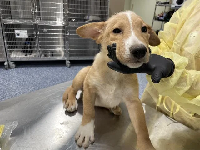A baby small-sized male German Shepherd Dog dog named Charlie for adoption in Riverside, CA