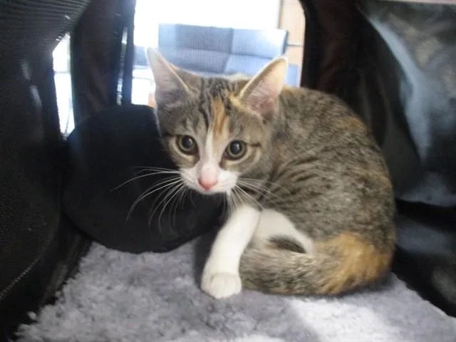 A baby small-sized female Domestic Short Hair cat named Kizmet for adoption in Ocala, FL