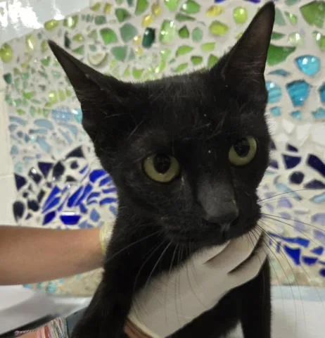 A young medium-sized female Domestic Short Hair cat named Watermelon for adoption in Pensacola, FL