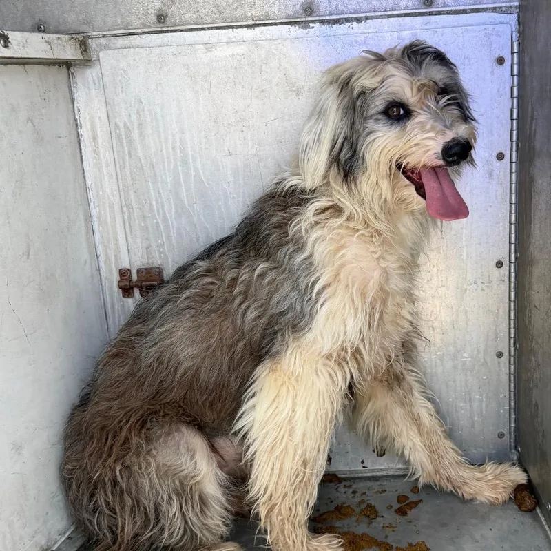 A young medium-sized female Gray / Blue / Silver Terrier dog named Jayda for adoption in Edinburg, TX