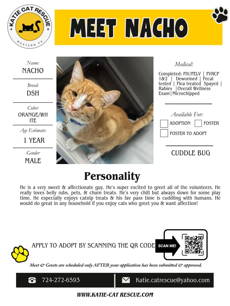 A young medium-sized male Orange & White Domestic Short Hair cat named Nacho for adoption in Evans City, PA