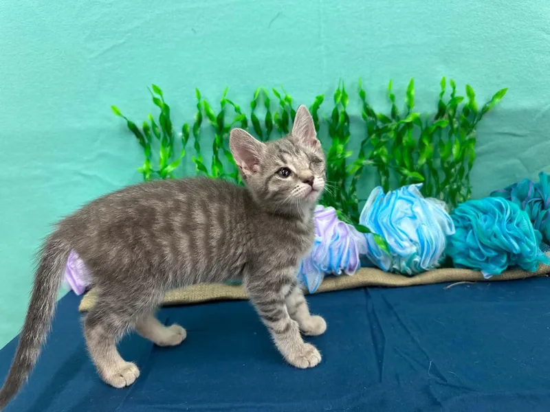 A baby medium-sized male Tabby (Gray / Blue / Silver) Domestic Short Hair cat named Monk for adoption in Xenia, OH