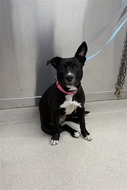 A young large-sized female Pit Bull Terrier dog named Sookie for adoption in Fairbanks, AK