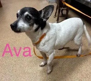 Avah Tx thumbnail 2