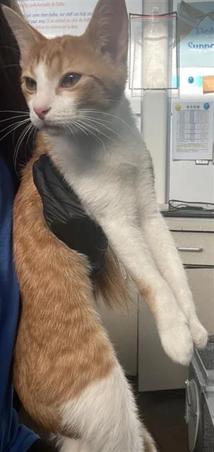 A baby large-sized male Domestic Short Hair cat named Luke for adoption in Dallas, TX