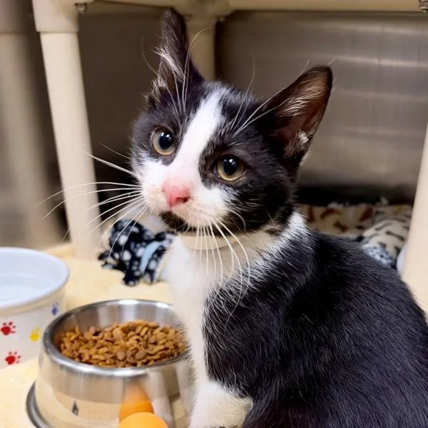 A baby small-sized male Domestic Short Hair cat named Forbes for adoption in Walnut Creek, CA