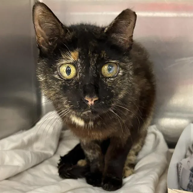 A young large-sized female Domestic Medium Hair cat named Lulu for adoption in San Antonio, TX