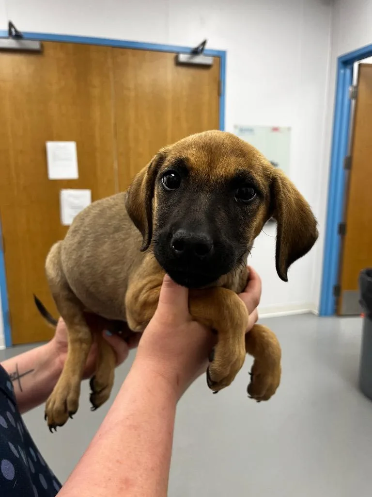A baby medium-sized male Hound dog named Eugene for adoption in Hartsville, SC