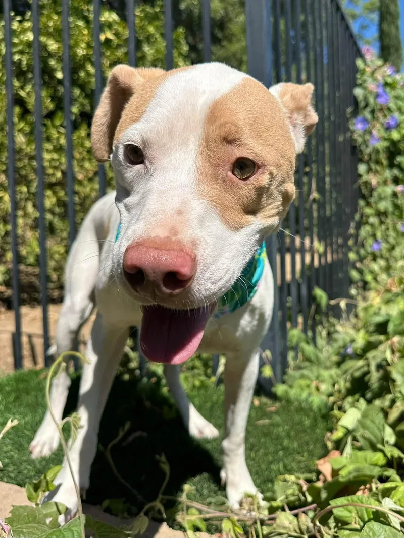 A young large-sized male Pit Bull Terrier dog named Kirby for adoption in Redlands, CA