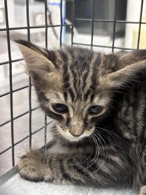 A baby small-sized male Domestic Short Hair cat named Meno for adoption in Las Vegas, NV