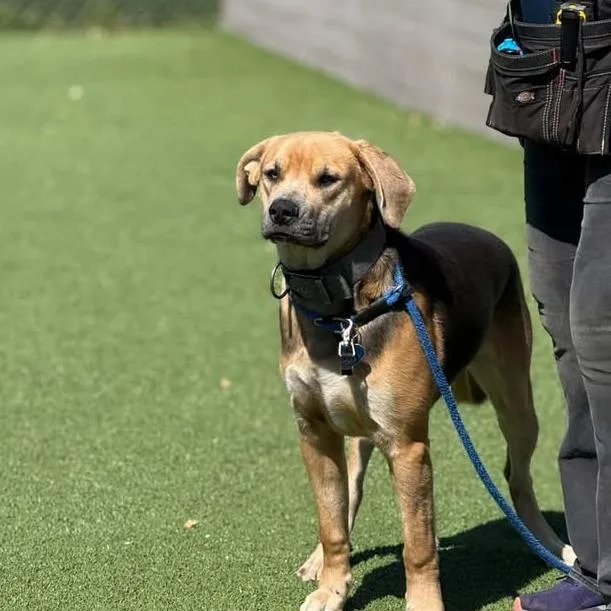 Billy Joe thumbnail 2