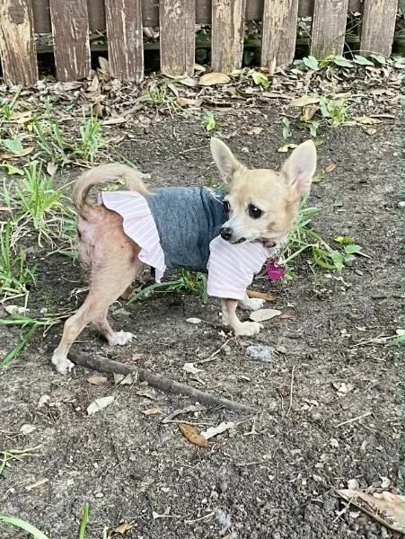 A senior small-sized female Chihuahua dog named Hetty for adoption in Austin, TX