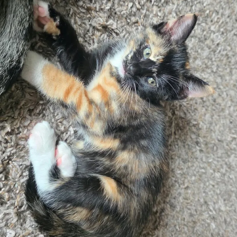A baby small-sized female Orange / Red Domestic Short Hair cat named Venetian for adoption in Buffalo, MN