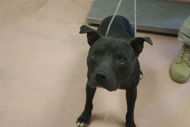 An adult medium-sized male Mixed Breed dog named Slim for adoption in Columbia, SC