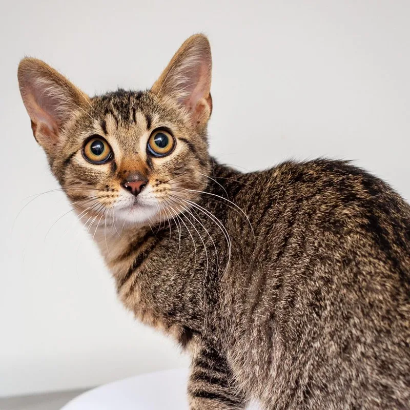 A baby small-sized male Brown / Chocolate Domestic Short Hair cat named Pim for adoption in Hattiesburg, MS