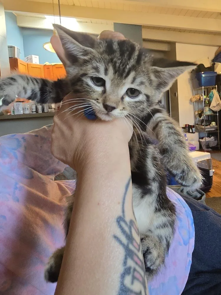 A young small-sized male Tabby (Brown / Chocolate) Domestic Short Hair cat named Jintaek for adoption in Pacifica, CA