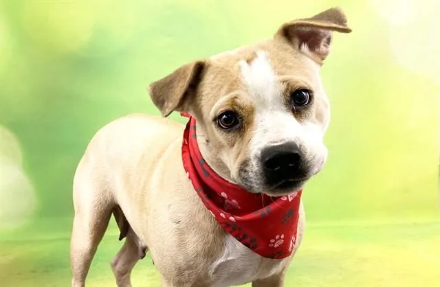 An adult medium-sized female American Bulldog dog named Caroline for adoption in Fort Lauderdale, FL