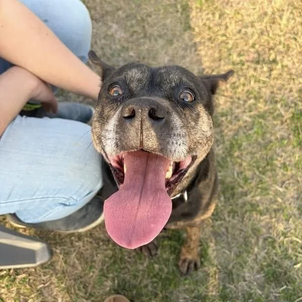 An adult medium-sized male Black Shepherd dog named Tj for adoption in Columbia, SC