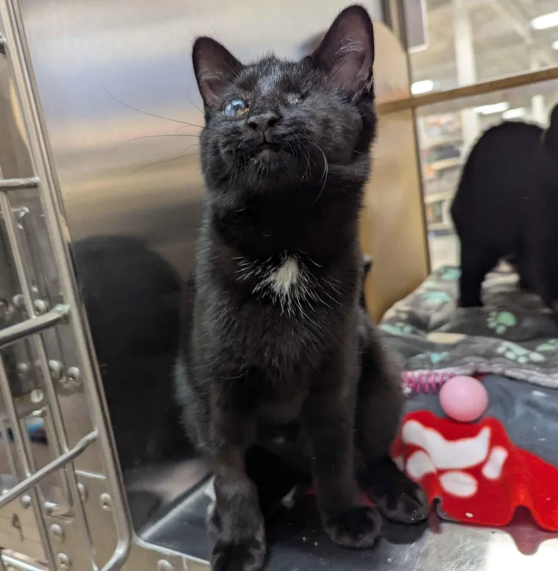 A young small-sized female Black Domestic Short Hair cat named Minuet for adoption in Seven Valleys, PA