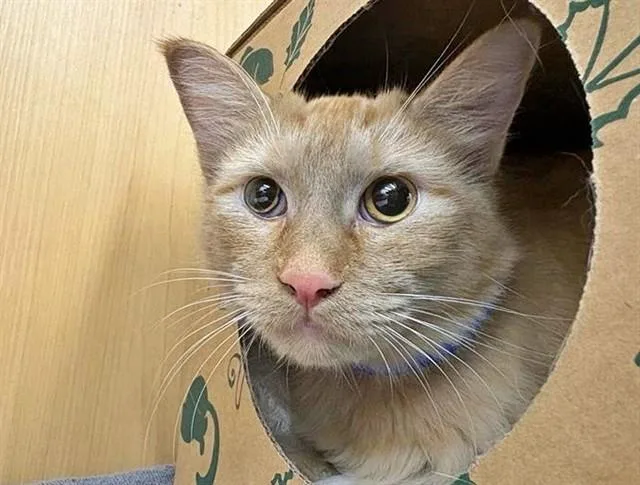 A young medium-sized male Domestic Medium Hair cat named Volt for adoption in Saint Louis, MO