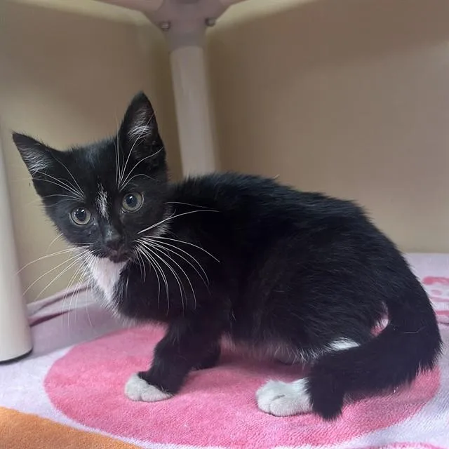 A baby small-sized male Domestic Short Hair cat named Lord Farquad for adoption in Lincolnton, NC
