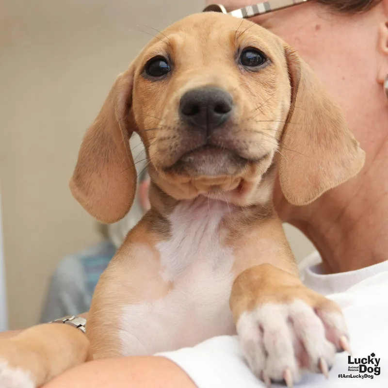 A baby large-sized female Hound dog named Wrigley for adoption in Washington, DC
