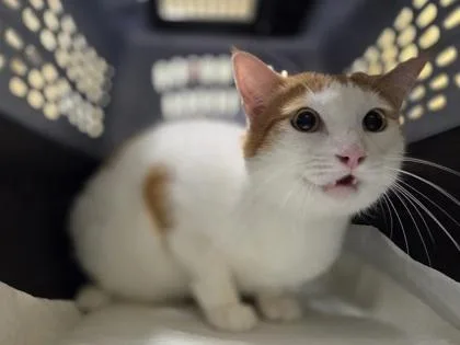 An adult small-sized male Domestic Short Hair cat named Sho for adoption in Honolulu, HI