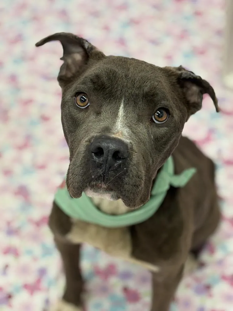 An adult medium-sized male Mixed Breed dog named Clarence for adoption in Detroit, MI