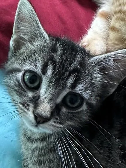 A baby small-sized male Brown / Chocolate Domestic Short Hair cat named Skyler for adoption in Kansas City, MO