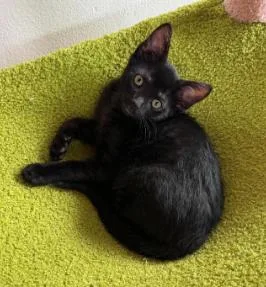 A baby medium-sized male Black Domestic Short Hair cat named Usain for adoption in oceanside, CA