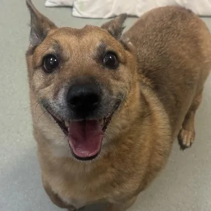An adult medium-sized male Cattle Dog dog named Rupert for adoption in Merriam, KS