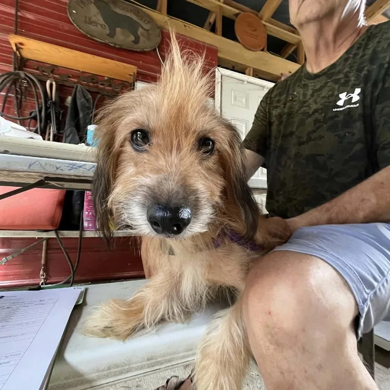 An adult small-sized male Brown / Chocolate Miniature Dachshund dog named Teddy for adoption in Smithfield, NC