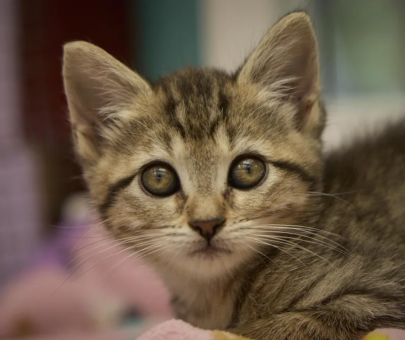 A baby medium-sized female Tabby cat named Princess Buttercup for adoption in Santa Barbara, CA