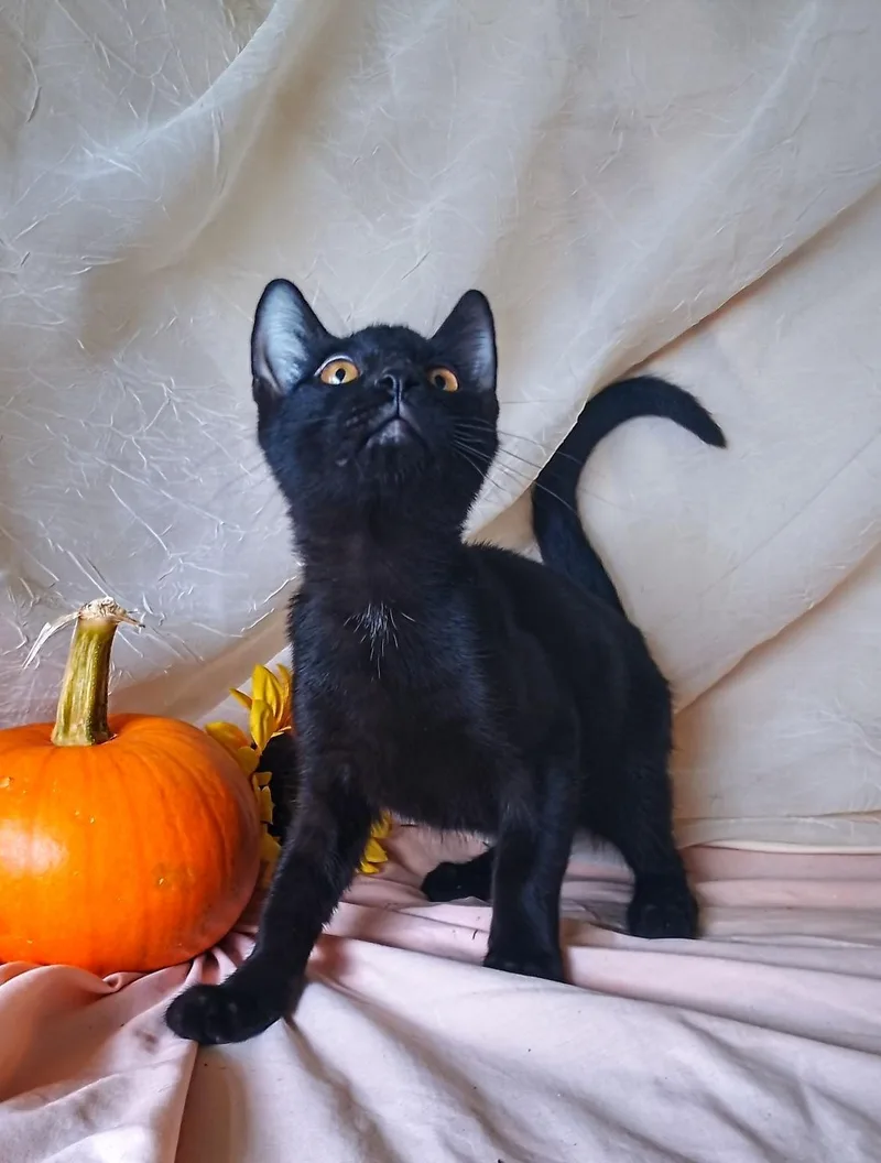 A baby medium-sized male Black Domestic Short Hair cat named Pete for adoption in Thorofare, NJ
