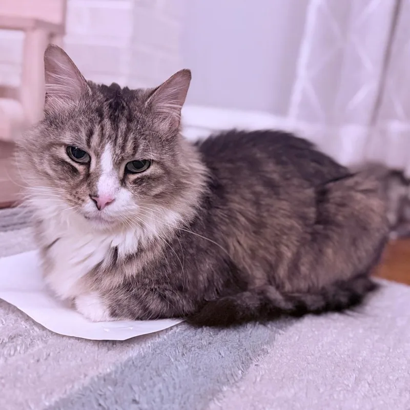 Mr. Walnut thumbnail 2