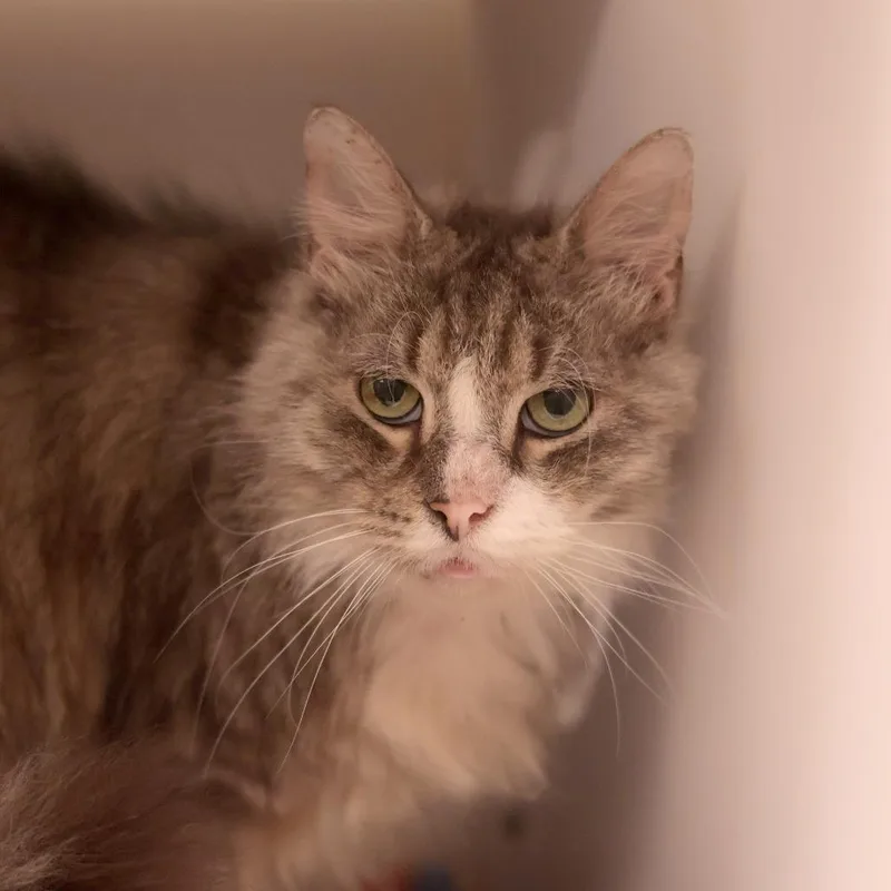 Mr. Walnut thumbnail 3