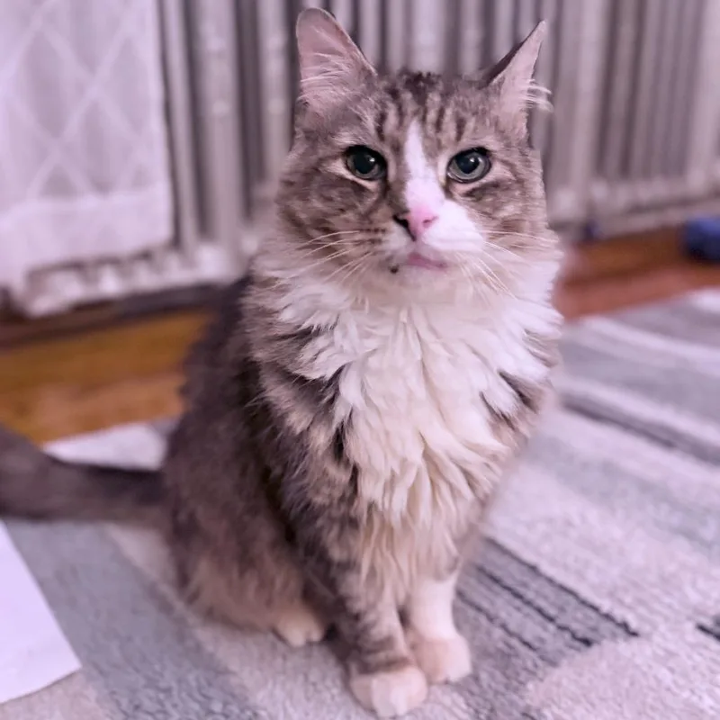 Mr. Walnut thumbnail 5