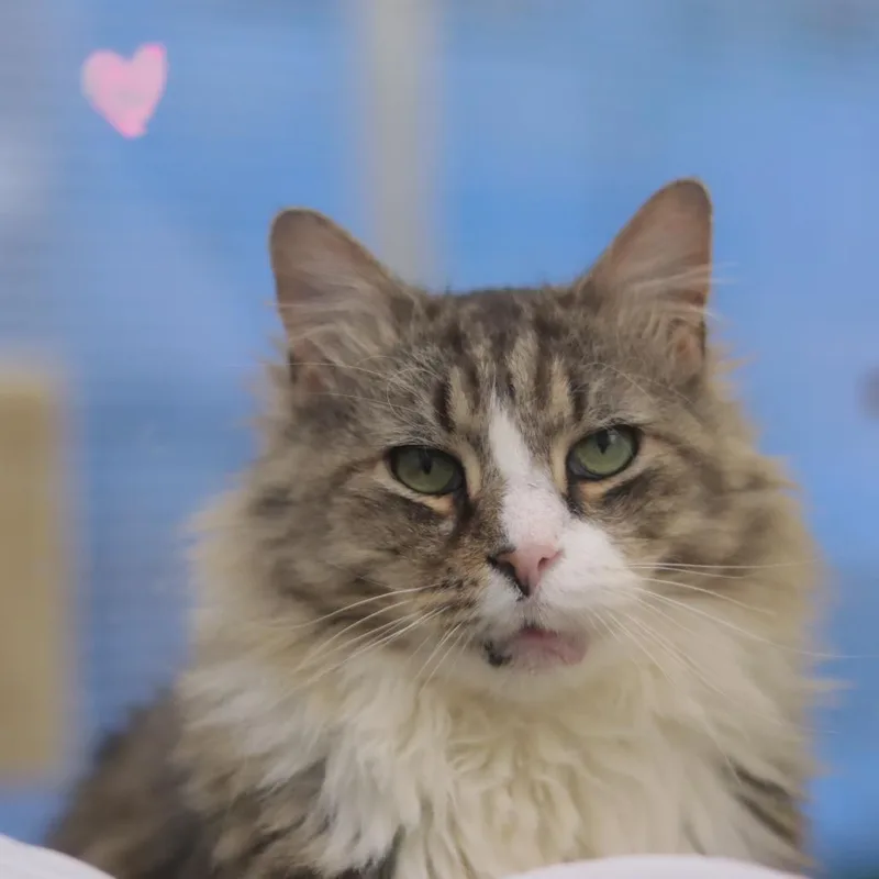 Mr. Walnut thumbnail 6