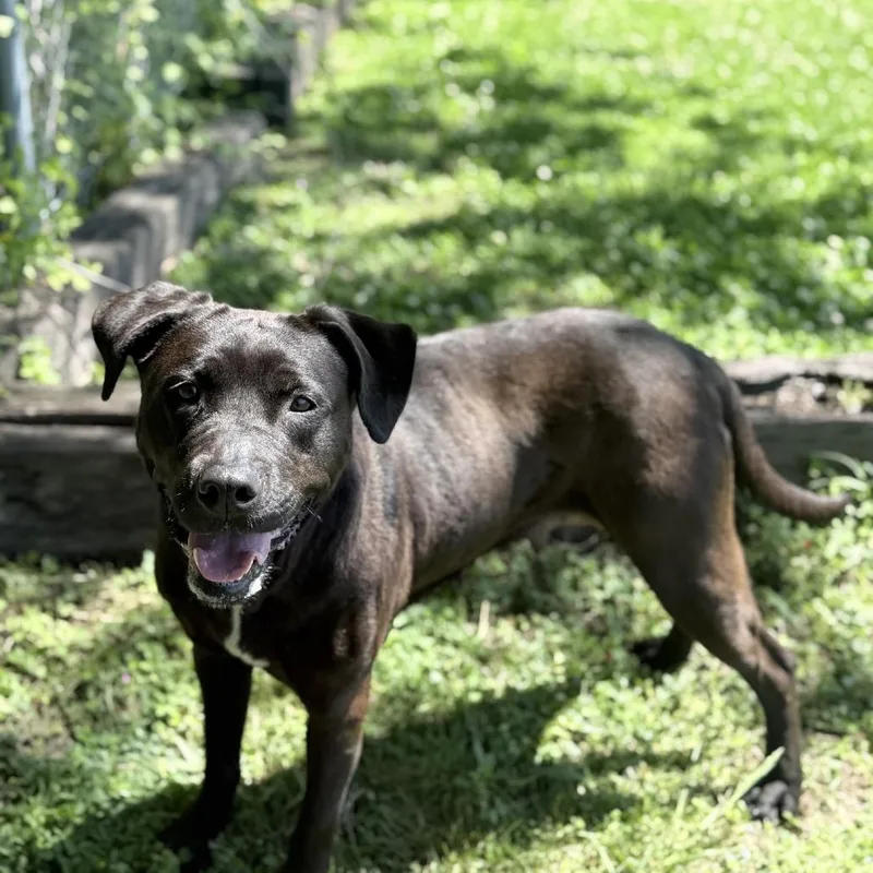 An adult medium-sized female Black Labrador Retriever dog named Zoey for adoption in Ridgely, MD