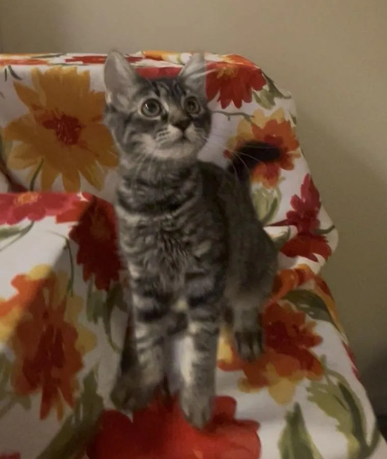 A baby medium-sized female Tabby (Gray / Blue / Silver) Domestic Short Hair cat named Bullet for adoption in Petaluma, CA