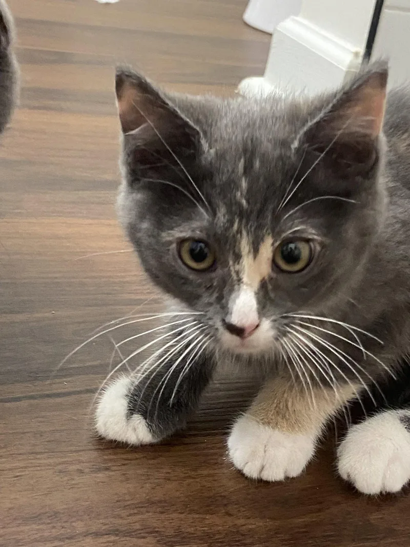 A baby medium-sized female Dilute Calico cat named Daisy for adoption in Dublin, OH