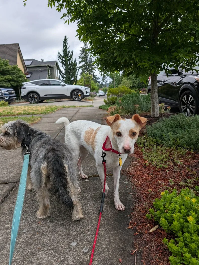 An adult small-sized female White / Cream Chihuahua dog named Tansy for adoption in Beavercreek, OR