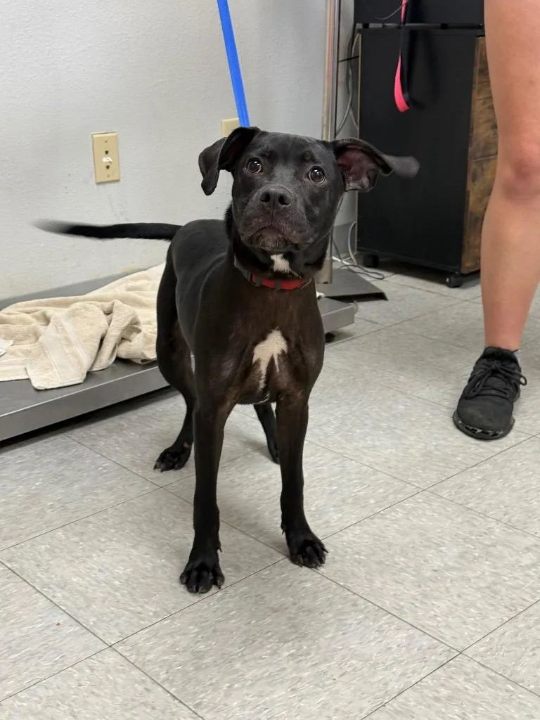 A baby medium-sized male Pit Bull Terrier dog named Tifton for adoption in Sorrento, LA